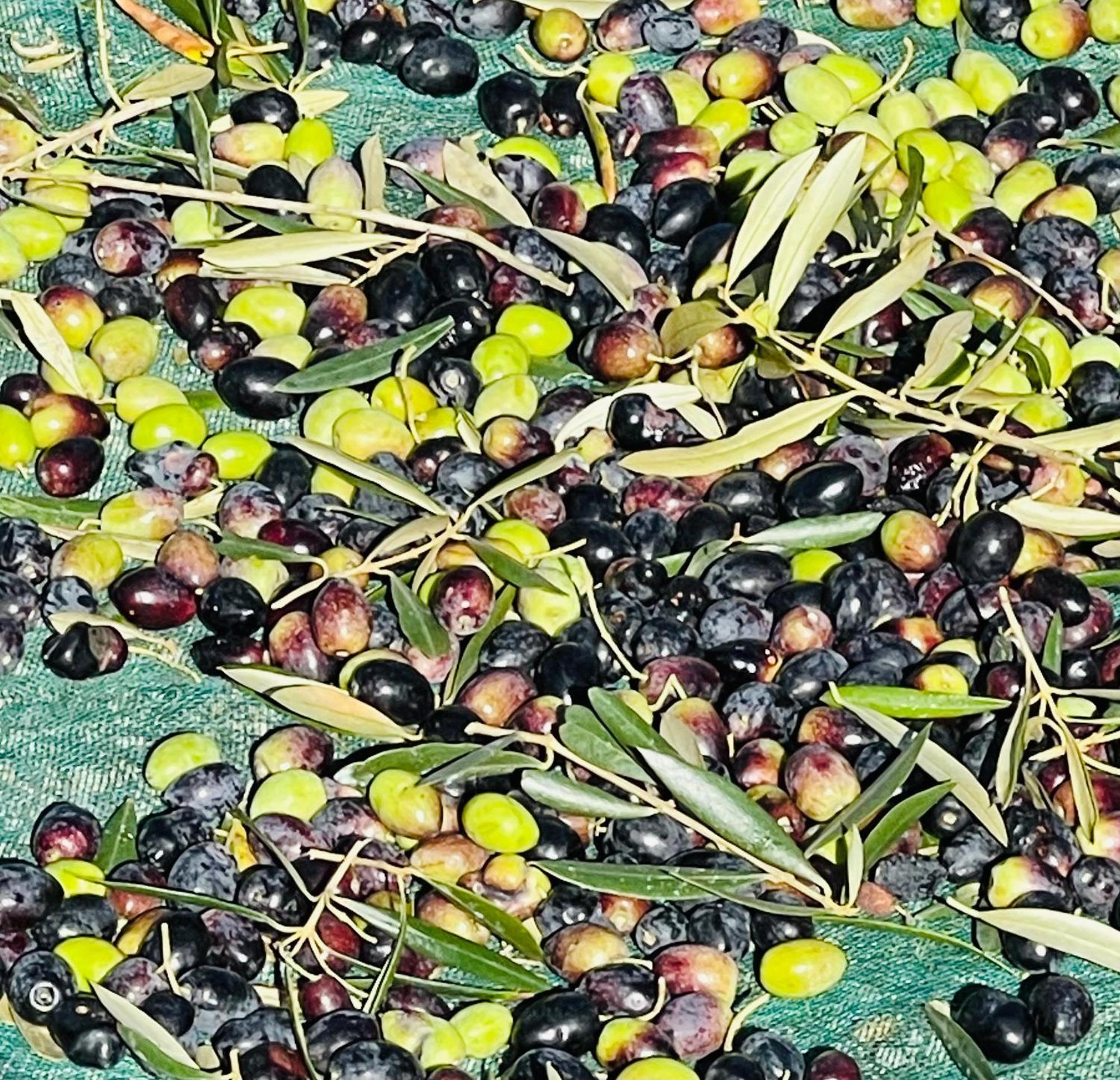 אלמיירים Herdade De Santa Maria מראה חיצוני תמונה